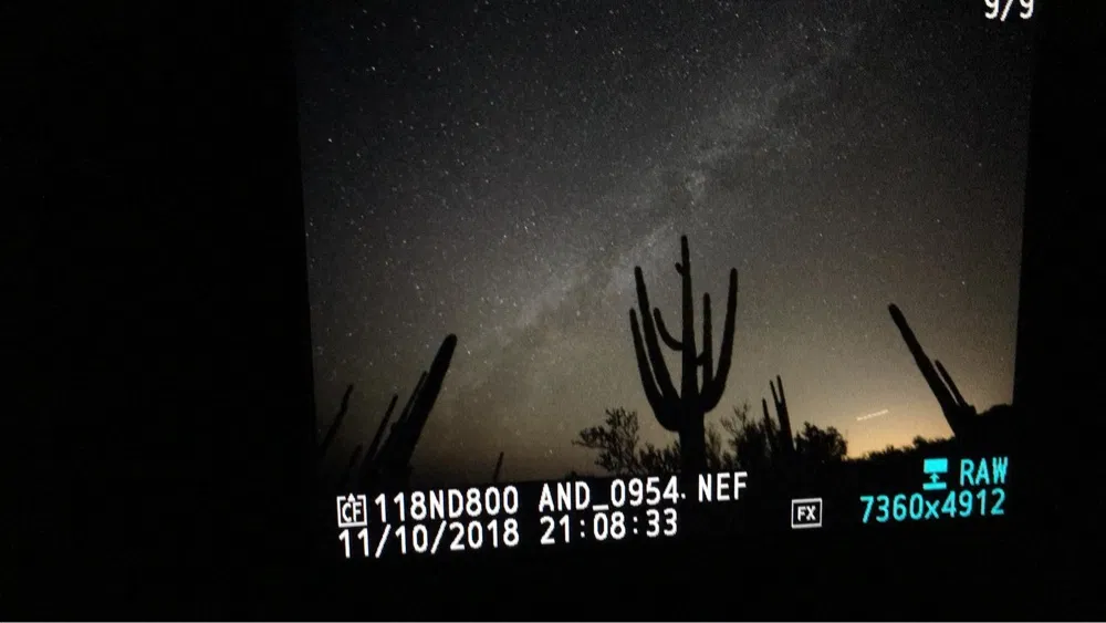 Saguaro